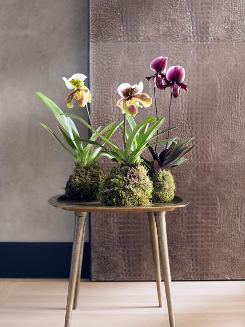 Orchideeën DIY Mooiwatplantendoen.nl