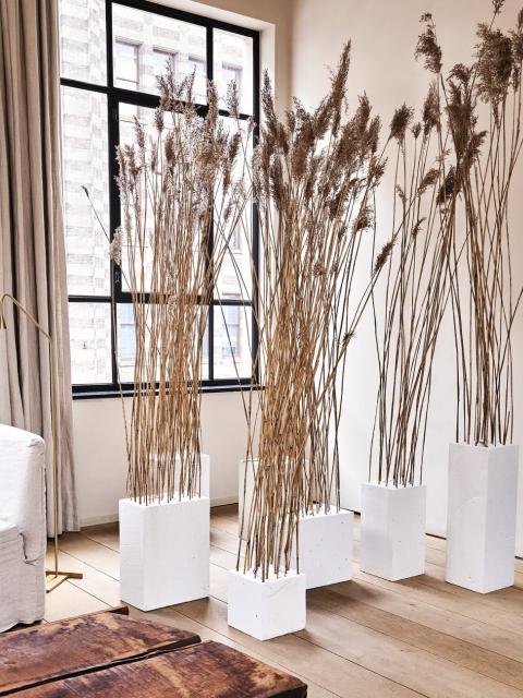 indoor grass | thejoyofplants.co.uk