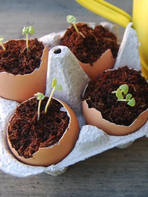 Create your own eggshell fertiser with thejoyofplants.co.uk