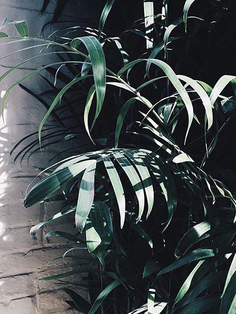 Favourite botanical Instagramers thejoyofplants