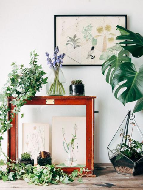 Hottest houseplants for 2017 
