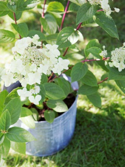 Pluimhortensia is tuinplant van juli 2016 - Mooiwatplantendoen.nl