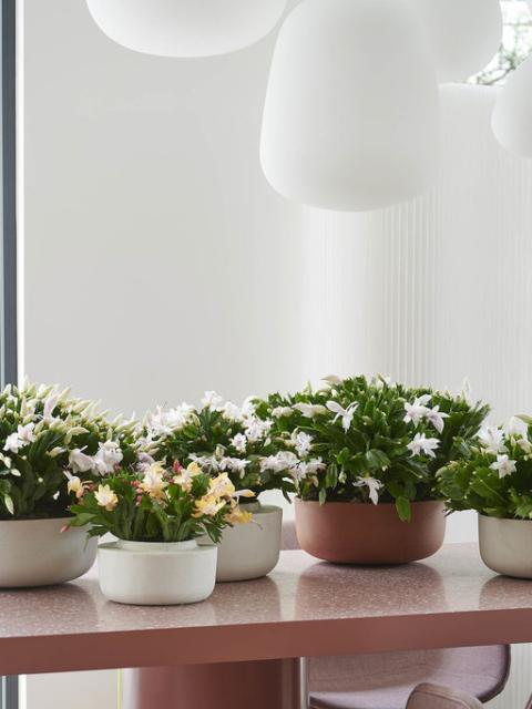 Add the Christmas cactus to your plant collection | Thejoyofplants.co.uk
