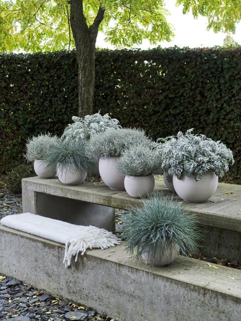 The power of white and grey - Thejoyofplants.co.uk