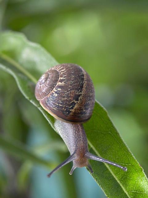 Slugs and snails invading your garden? - Thejoyofplants.co.uk