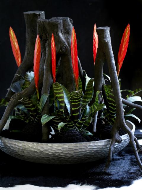 A Bromeliad Witches Cauldron