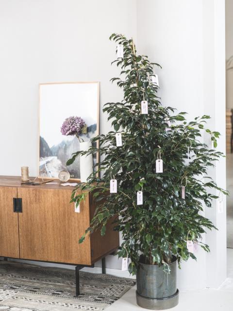 Plant your resolutions Thejoyofplants.co.uk