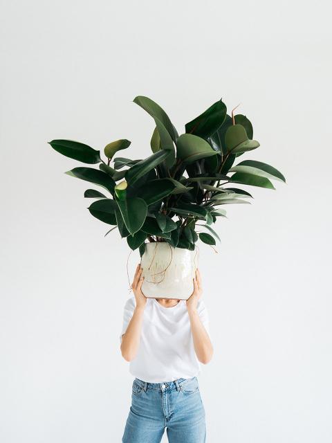 Mindfulness with plants | thejoyofplants.co.uk