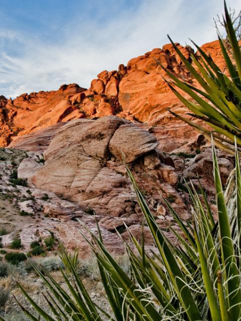 Une sortie pour aller voir le Yucca aux États-Unis