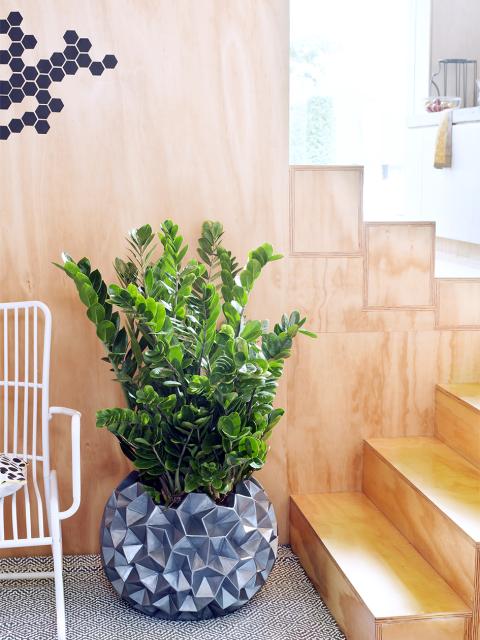 Zamioculcas Thejoyofplants.co.uk Houseplant of the month june