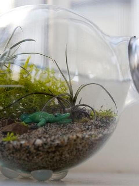 Light bulb terrarium 