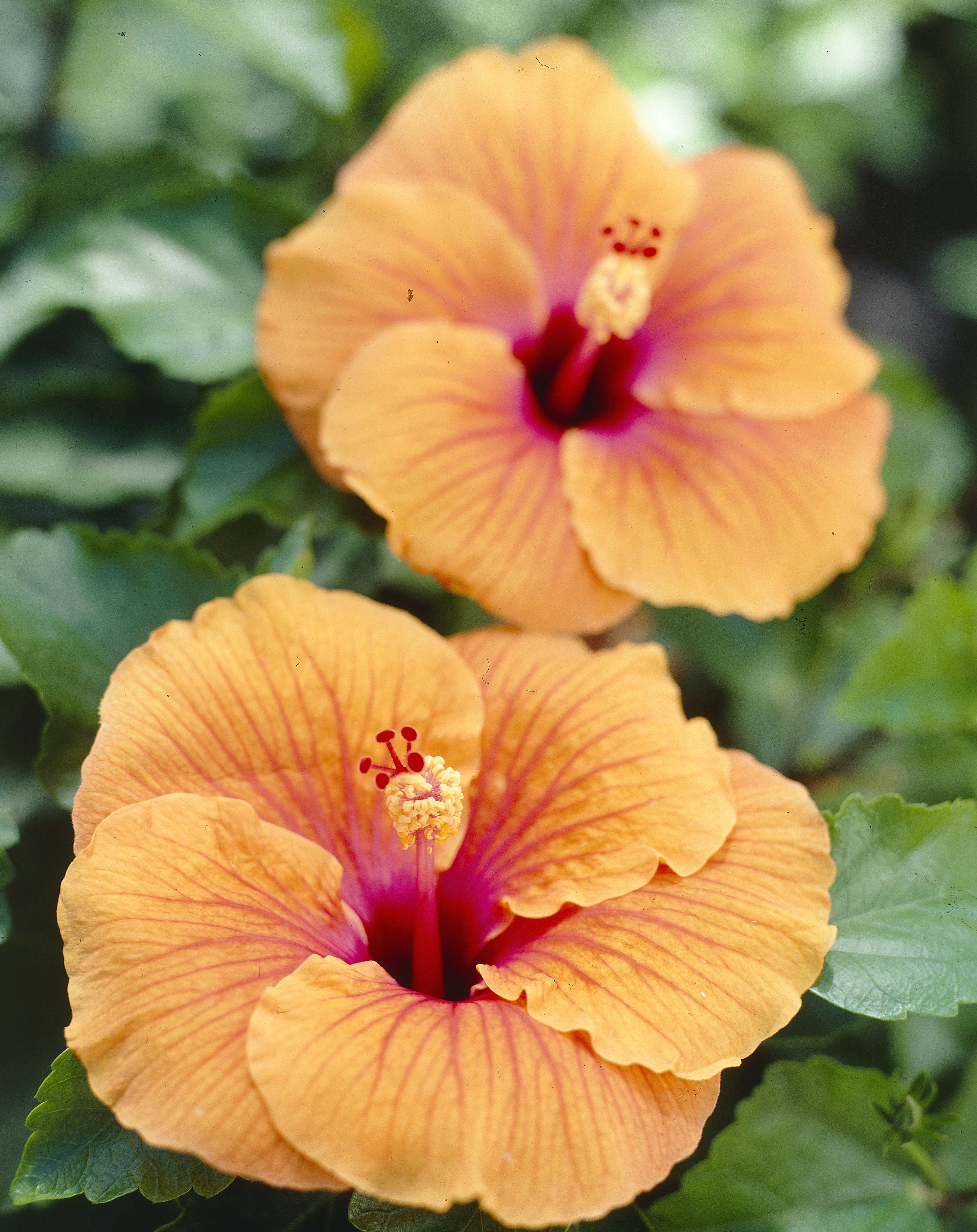 The Garden Plant of the Month for July Hibiscus The joy